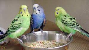 Pet Bird Food Treats Market