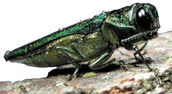 What Ohio Is Doing To Say Ash Trees From Borer Beetle