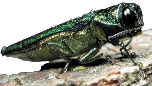 What Ohio Is Doing To Say Ash Trees From Borer Beetle
