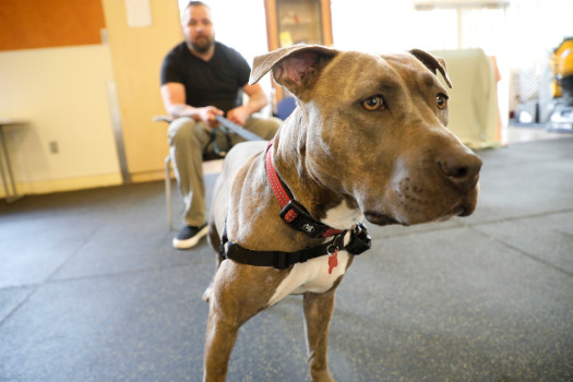 Delta Airlines to Ban “Pit Bull Type Dogs” in Flights