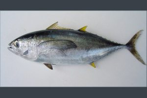 Thunnus Market