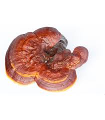 Medicinal Mushroom Extracts Market